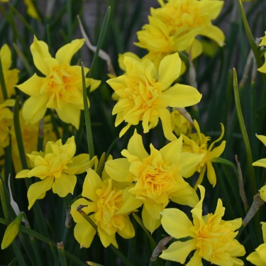 Narcissus x odorus 'Plenus'