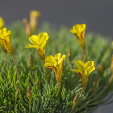 Oxalis versicolor 'Golden Cape'