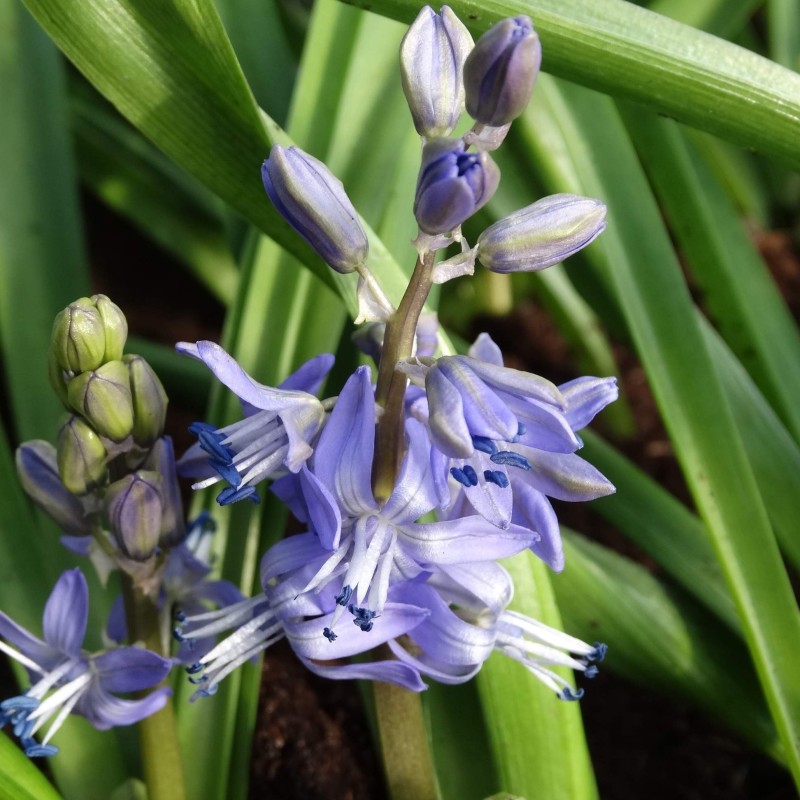Scilla greilhuberi