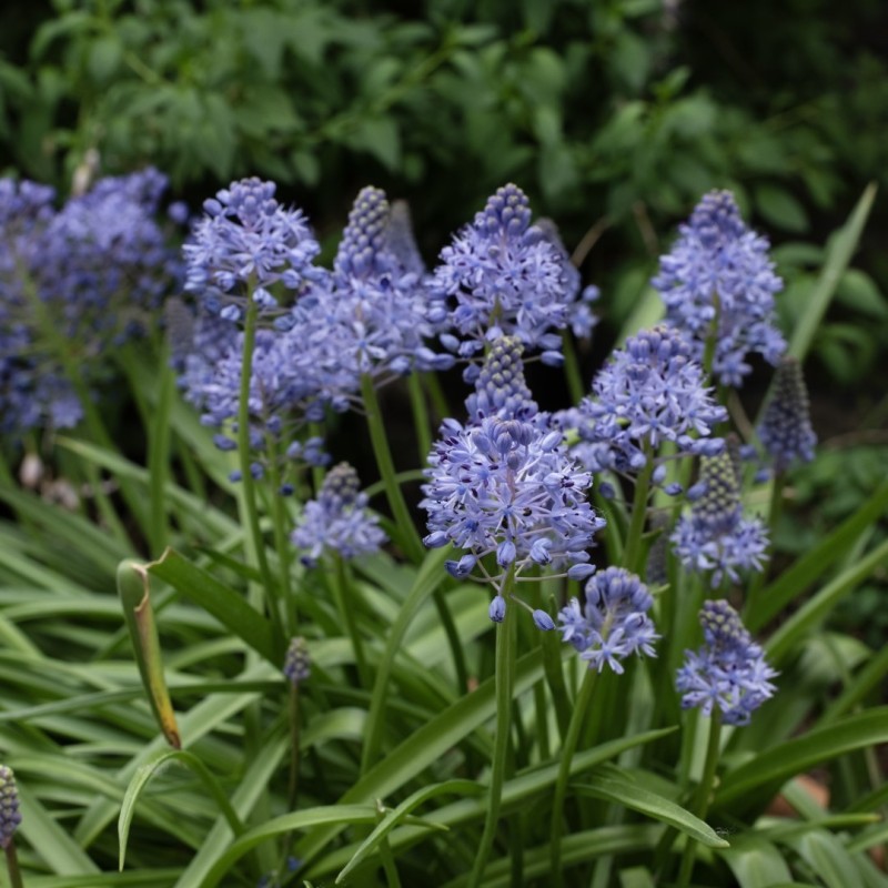 Scilla litardierei
