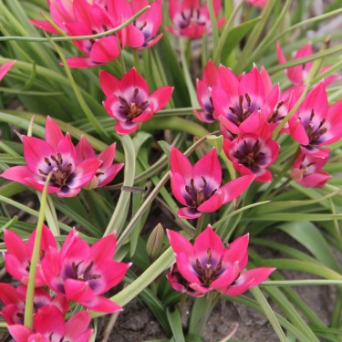 Tulipa 'Little Beauty'