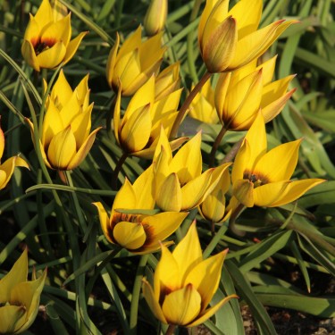 Tulipa aucheriana x hageri -geel- 