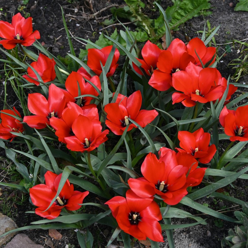 Tulipa batalinii 'Red Hunter'
