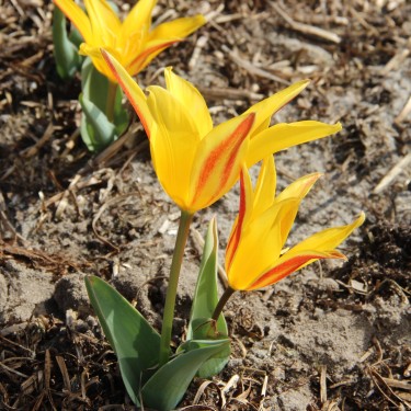 Tulipa berkariense