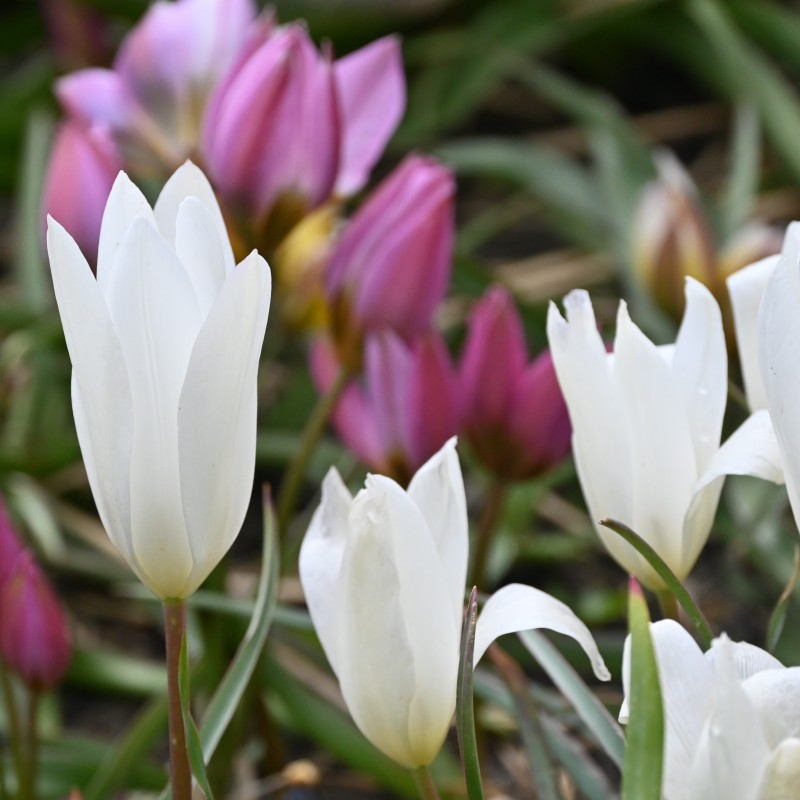 Tulipa clusiana 'Sylvia'