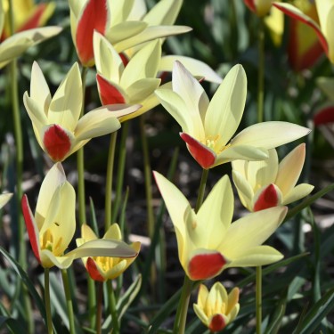 Tulipa clusiana 'Tinka'