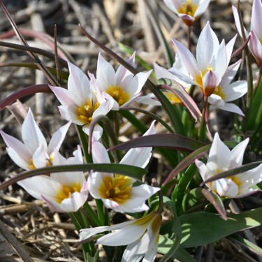 Tulipa cretica 'Chania'