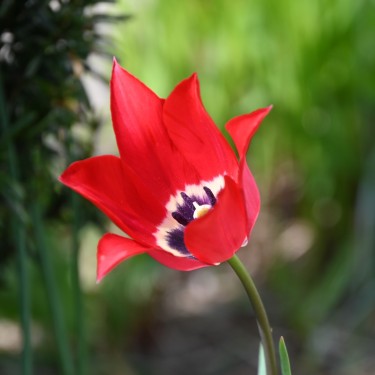 Tulipa didieri