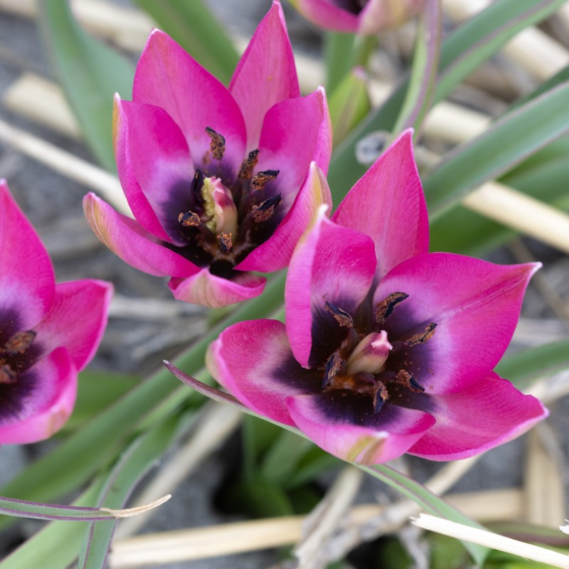 Tulipa humilis 'Norah'