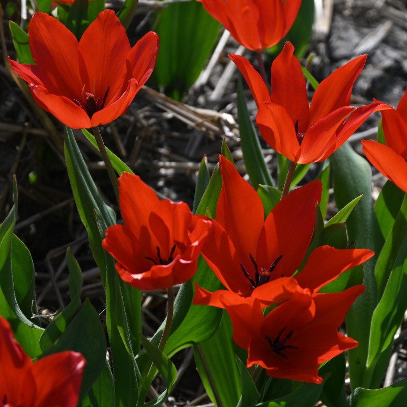 Tulipa praestans 'Zwanenburg Variety'