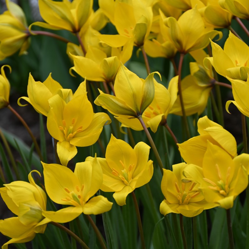 Tulipa sylvestris