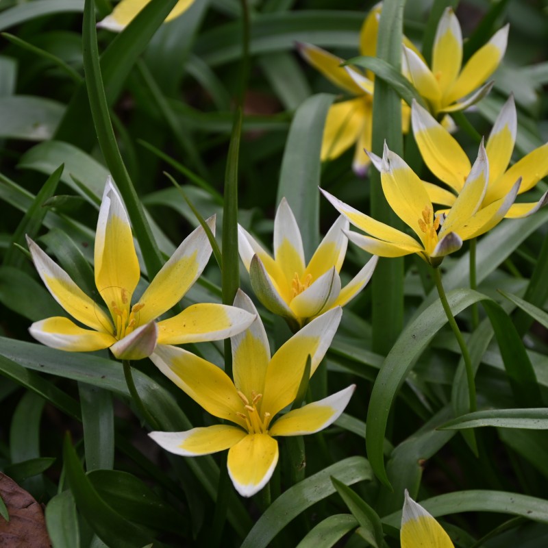 Tulipa tarda