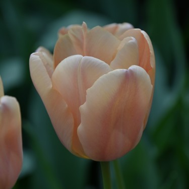 Tulipa 'Apricot Fox'