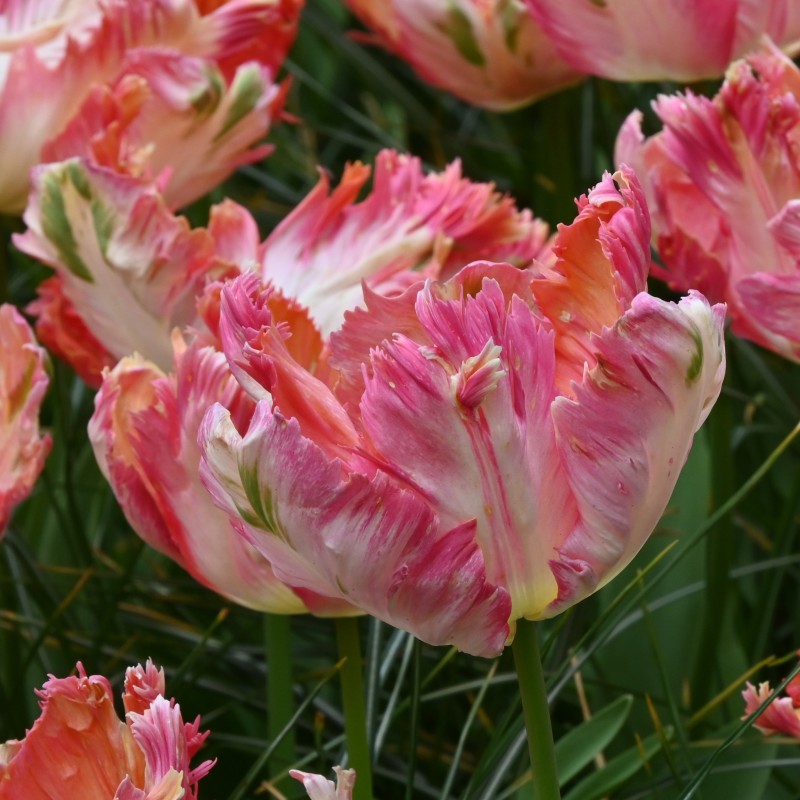 Tulipa 'Apricot Parrot'