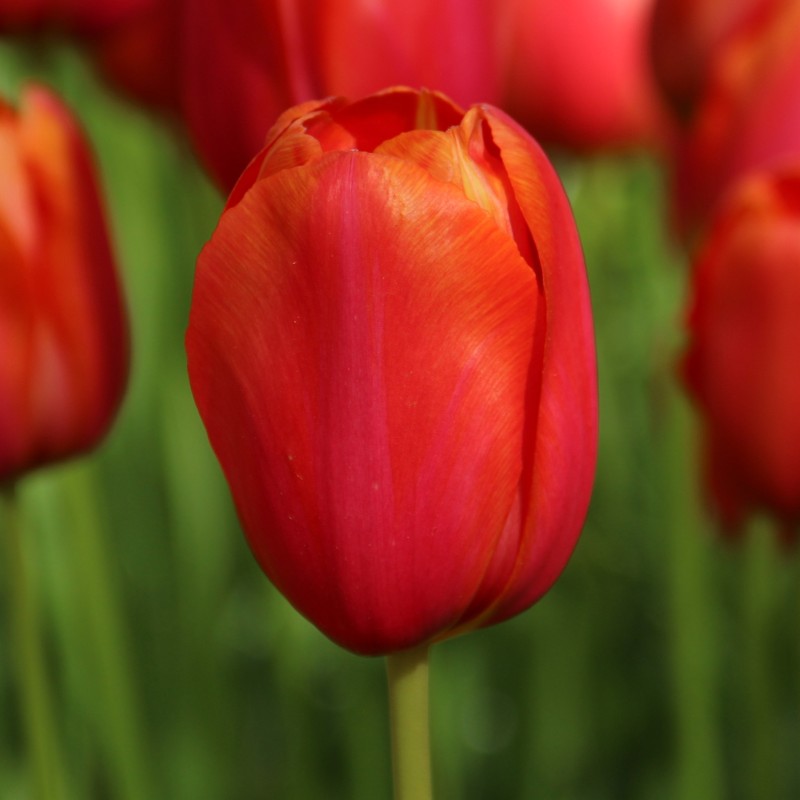 Tulipa 'Avignon'