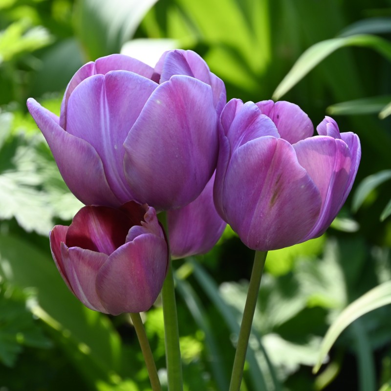 Tulipa 'Blue Heaven'