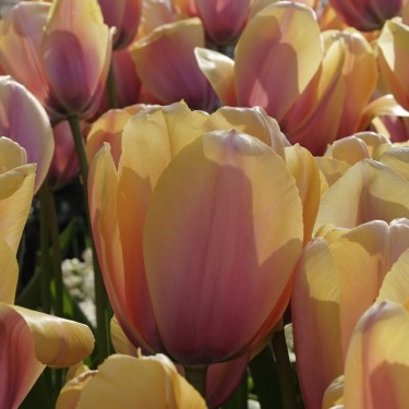 Tulipa 'Blushing Impression'