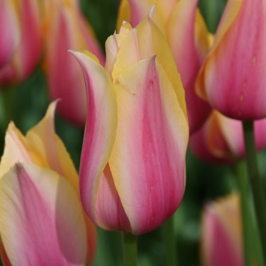 Tulipa 'Blushing Lady'