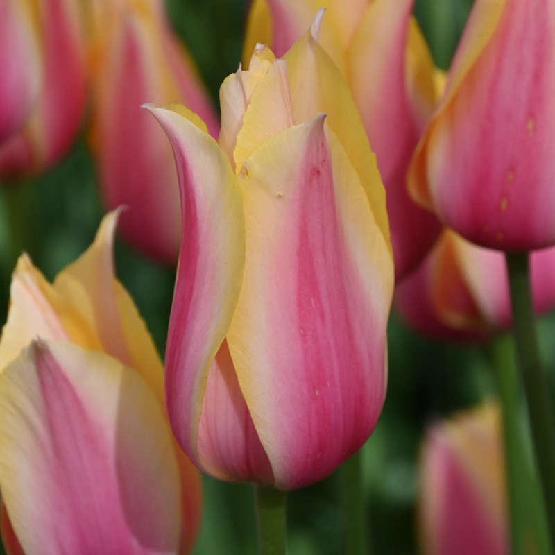 Tulipa 'Blushing Lady'