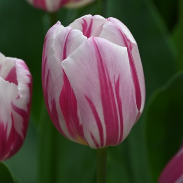 Tulipa 'Bojangles'