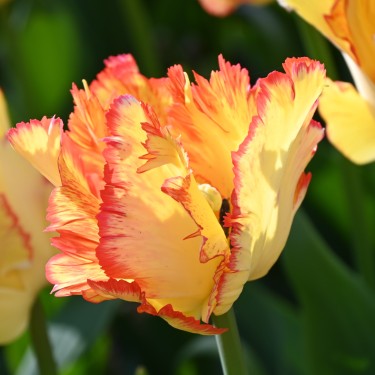 Tulipa 'Caribbean Parrot'