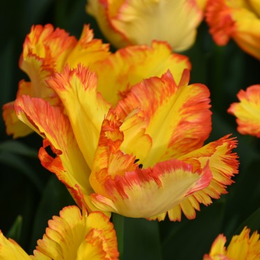 Tulipa 'Caribbean Parrot'