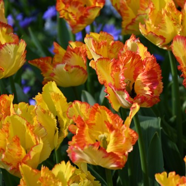 Tulipa 'Caribbean Parrot'