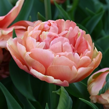 Tulipa 'Copper Image'