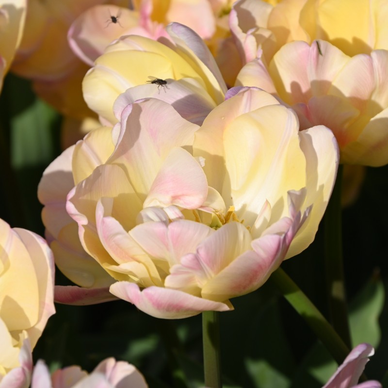 Tulipa 'Creme Upstar'