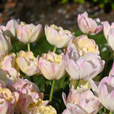 Tulipa 'Creme Upstar'