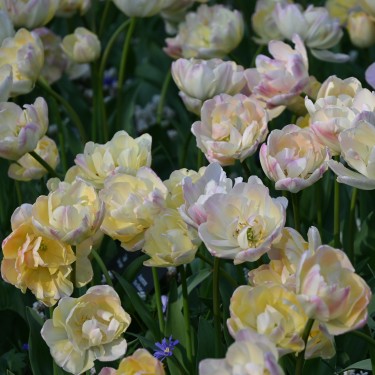 Tulipa 'Creme Upstar'