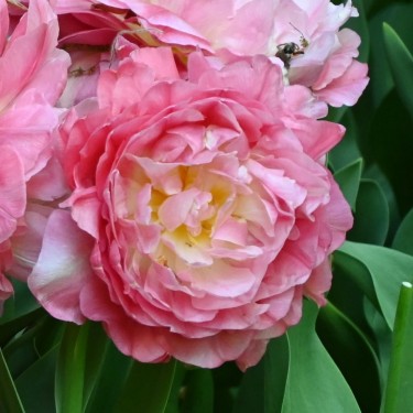 Tulipa 'Double Sugar'