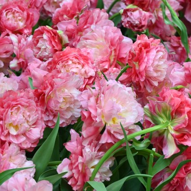 Tulipa 'Double Sugar'