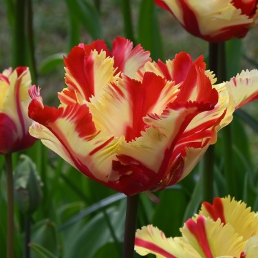 Tulipa 'Flaming Parrot'