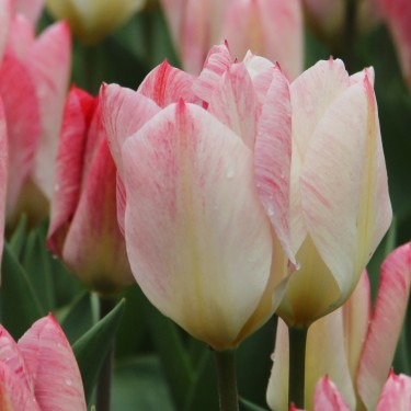 Tulipa 'Flaming Purissima'