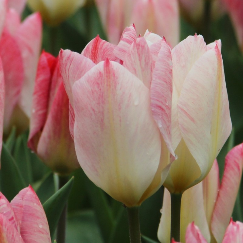 Tulipa 'Flaming Purissima'