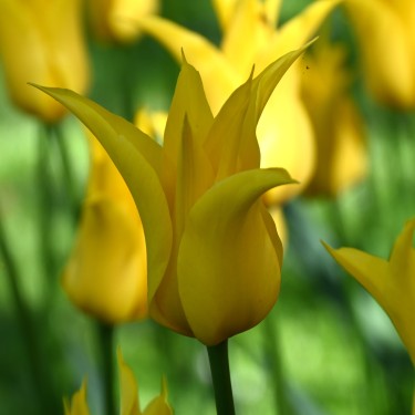 Tulipa 'Flashback'