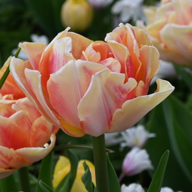 Tulipa 'Foxy Foxtrot'