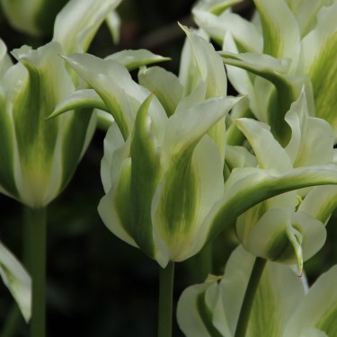 Tulipa 'Greenstar'