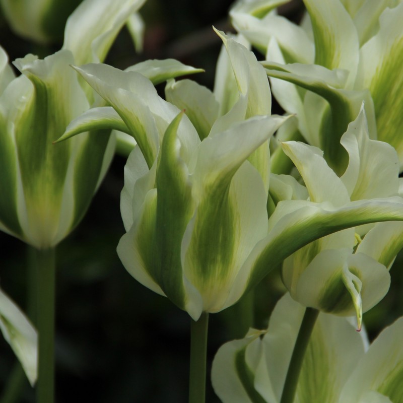 Tulipa 'Greenstar'