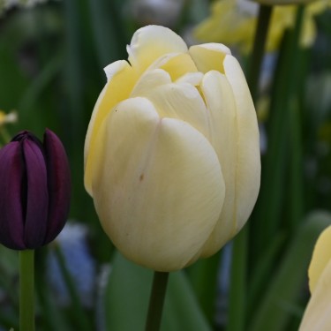 Tulipa 'Ivory Floradale'