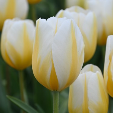 Tulipa 'Lemon Chiffon'
