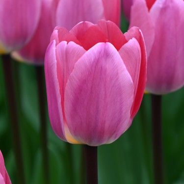 Tulipa 'Light and Dreamy'