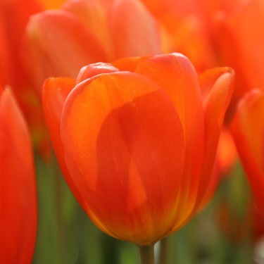 Tulipa 'Lighting Sun'