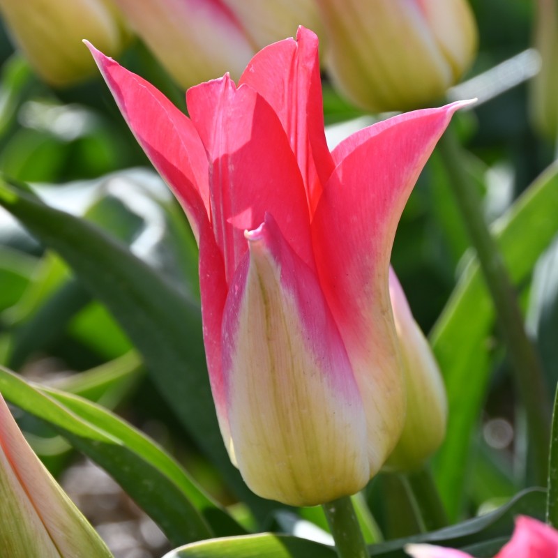 Tulipa 'Love Story'