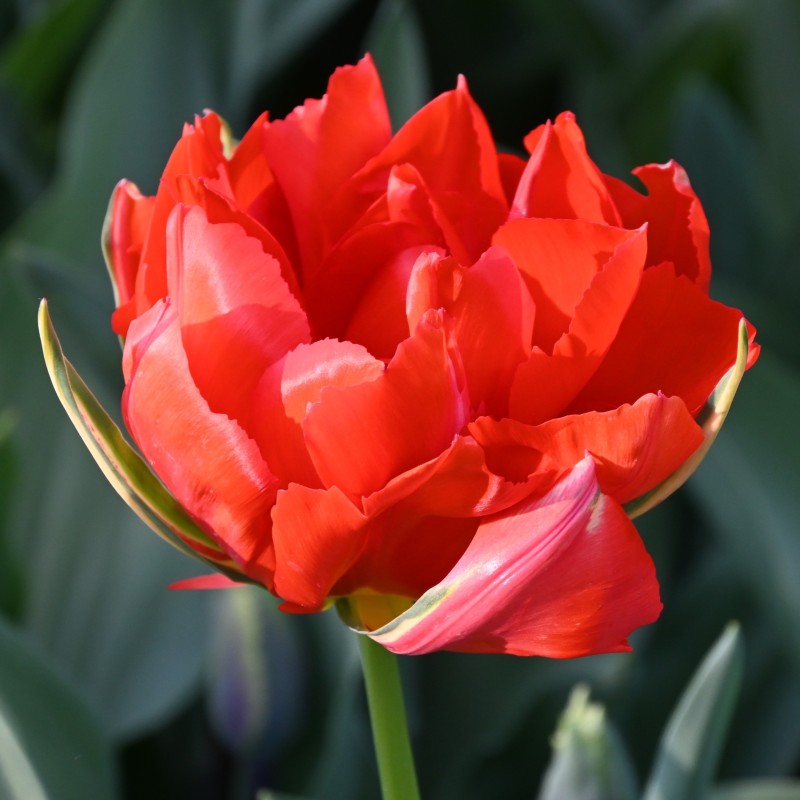 Tulipa 'Love Valley'