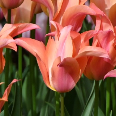 Tulipa 'Marianne'