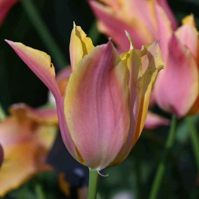 Tulipa 'Marianne'