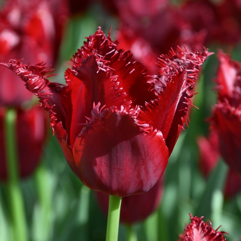 Tulipa 'Pacific Pearl'