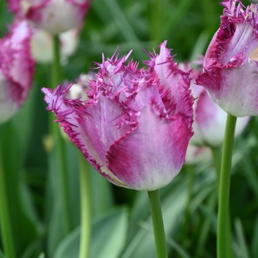 Tulipa 'Passion Play'